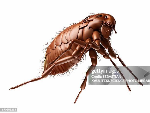 Ilustraciones de Parasitos - Getty Images Ilustraciones de Parasitos - Getty Images
