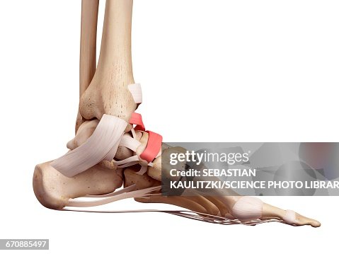 Foot Front Human Foot Anatomy High-Res Vector Graphic - Getty Images
