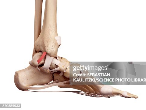 Foot Front Human Foot Anatomy High-Res Vector Graphic - Getty Images