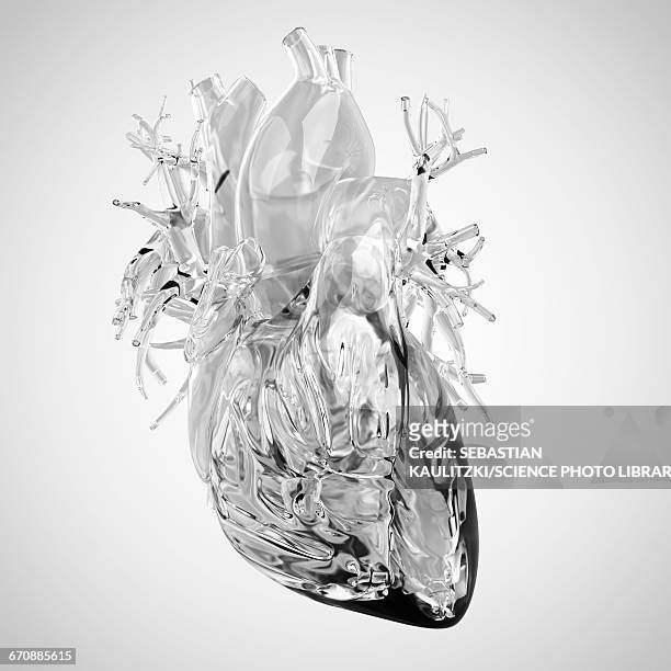 human heart rendered in glass - human heart stock-grafiken, -clipart, -cartoons und -symbole