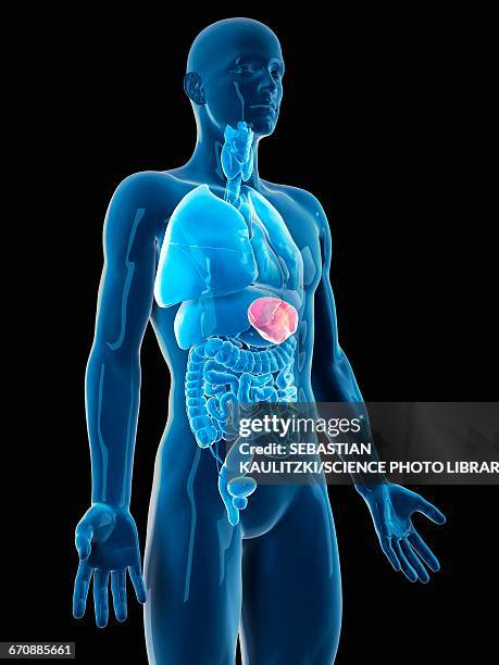 human spleen - spleen stock illustrations