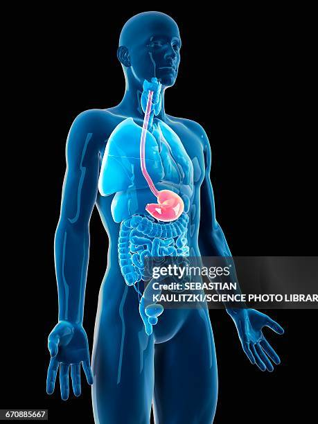 human stomach - oesophagus stock illustrations