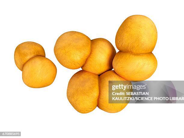 stockillustraties, clipart, cartoons en iconen met neisseria gonorrhoeae bacteria - neisseria gonorrhoeae