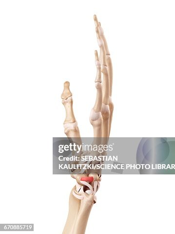 Human Male Hand Human Hand Anatomy High-Res Vector Graphic - Getty Images