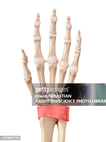 Human Male Hand Human Hand Anatomy High-Res Vector Graphic - Getty Images