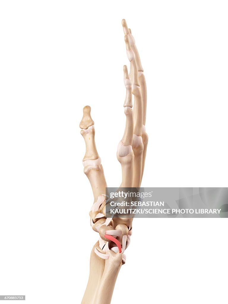 Human Male Hand Human Hand Anatomy High-Res Vector Graphic - Getty Images