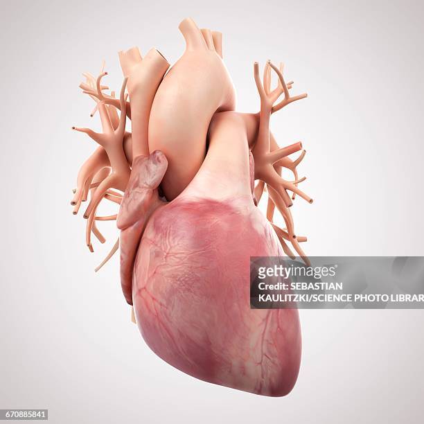 ilustraciones, imágenes clip art, dibujos animados e iconos de stock de human heart - heart anatomy