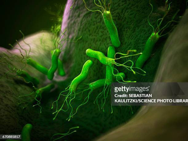 helicobacter pyloris bacteria - bacillus cereus 幅插畫檔、美工圖案、卡通及圖標