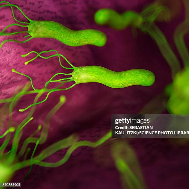 helicobacter pyloris bacteria - bacillus cereus stock illustrations