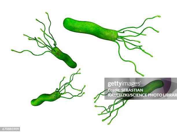 helicobacter pyloris bacteria - bacillus cereus 幅插畫檔、美工圖案、卡通及圖標