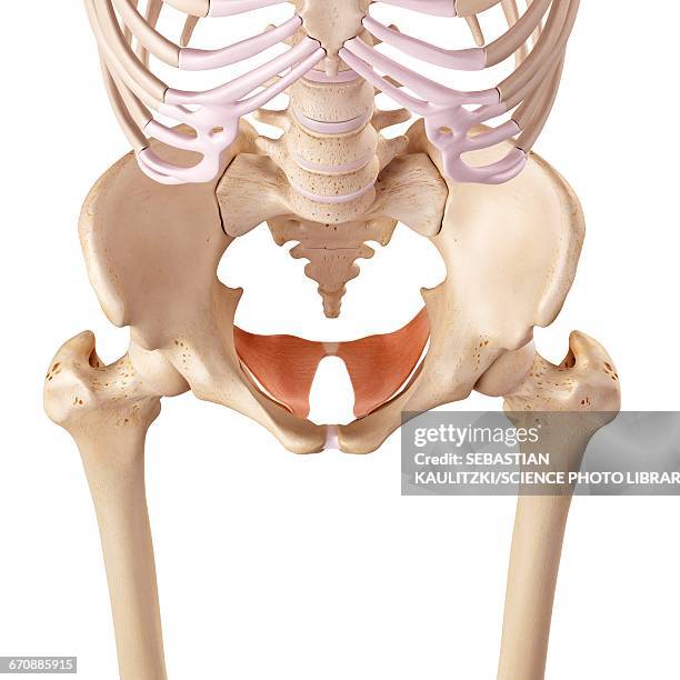 ilustraciones, imágenes clip art, dibujos animados e iconos de stock de human pelvis - suelo pélvico
