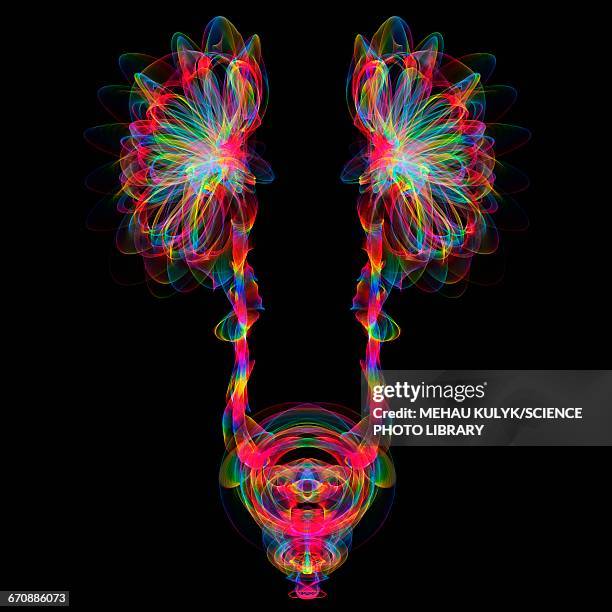 stockillustraties, clipart, cartoons en iconen met human urinary system, illustration - blaas urinewegstelsel