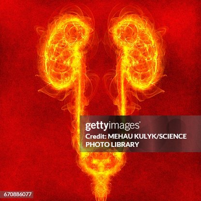 Human urinary system, illustration Human urinary system, illustration
