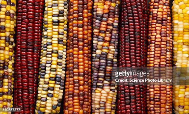 flint corn - maíz criollo fotografías e imágenes de stock