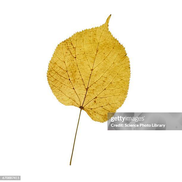 lime tree leaf - linde bladverliezende boom stockfoto's en -beelden