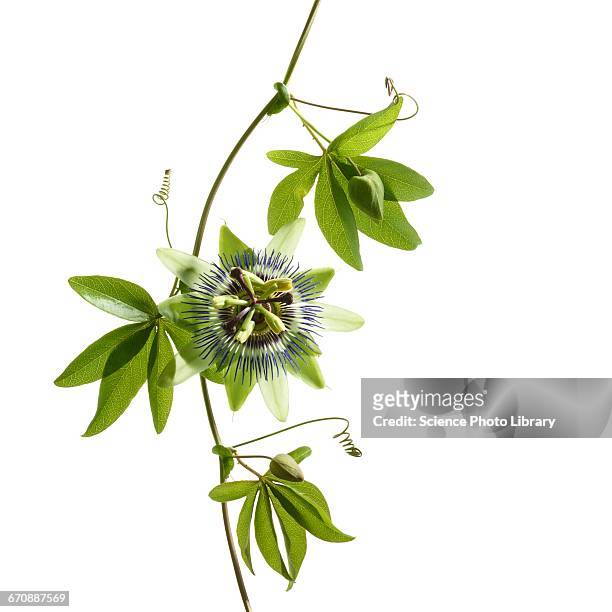passion flower - passion flower stock pictures, royalty-free photos & images