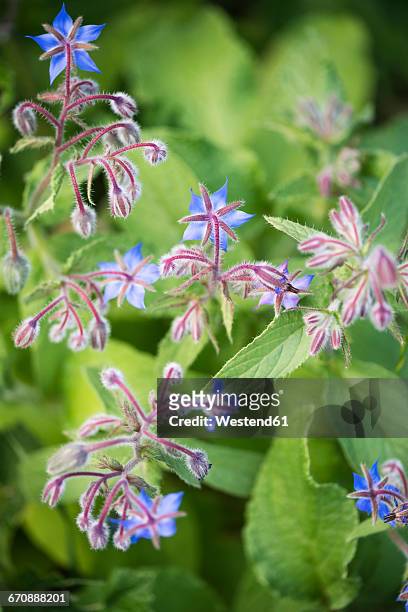 borage, borago officinalis, flowers - borage stockfoto's en -beelden