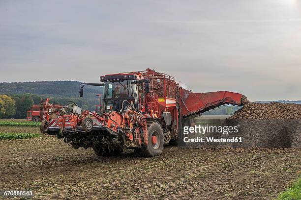 germany, lower saxony, harvester, harvesting sugar beet - suikerbiet stockfoto's en -beelden