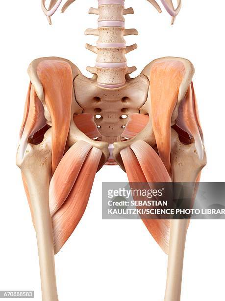 human hip muscles - hip body part stock illustrations