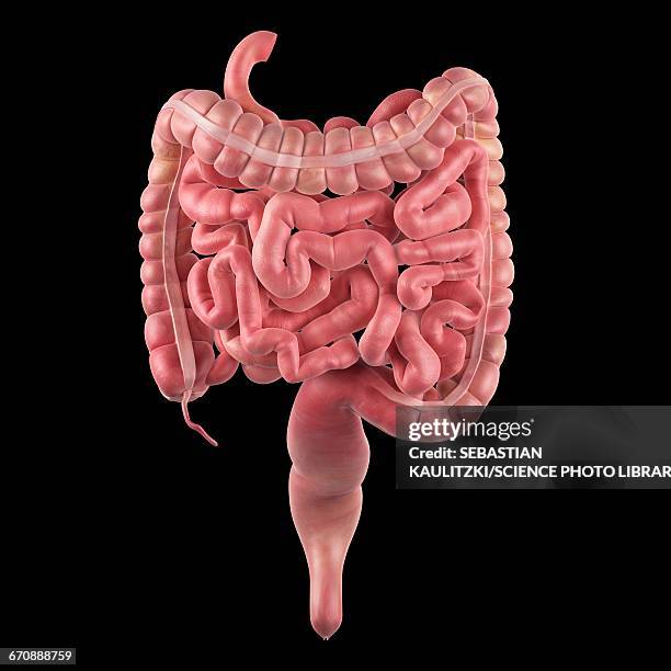 human intestines - small intestine stock illustrations