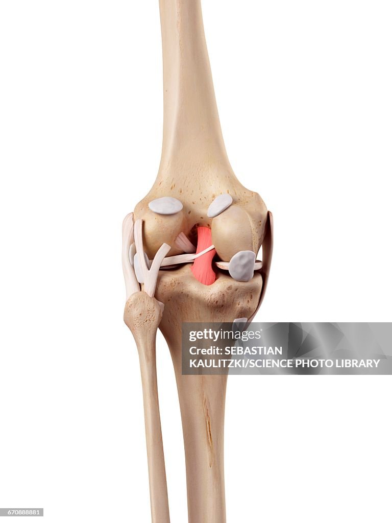 Human knee anatomy