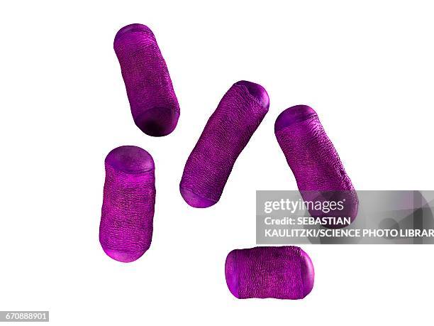 bacteria - lactobacillus stock illustrations