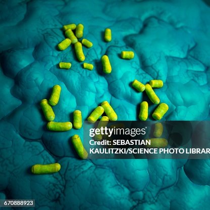 Bacteria Bacteria