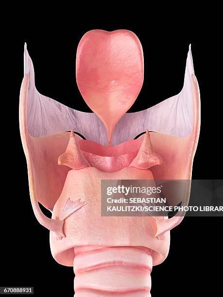 human larynx - larynx stock illustrations