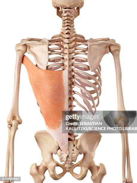 stockillustraties, clipart, cartoons en iconen met human back muscles - brede rugspier