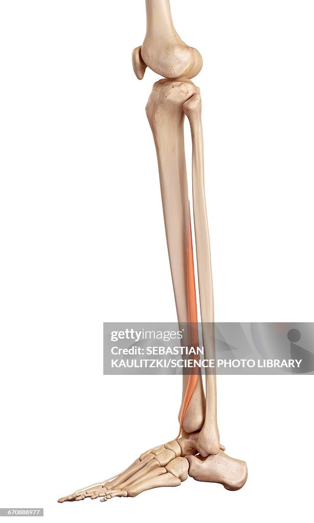 Human Leg Muscles High Biology Diagrams