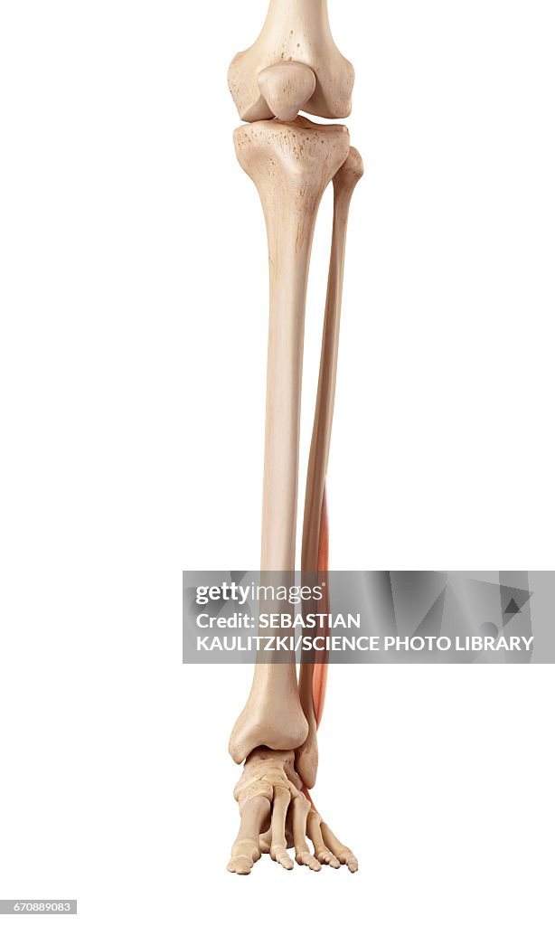 Human Muscles Of Leg High Biology Diagrams