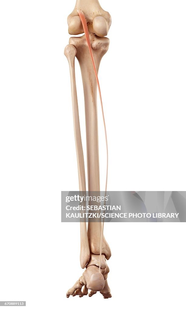 Human Muscles Of Leg High Biology Diagrams