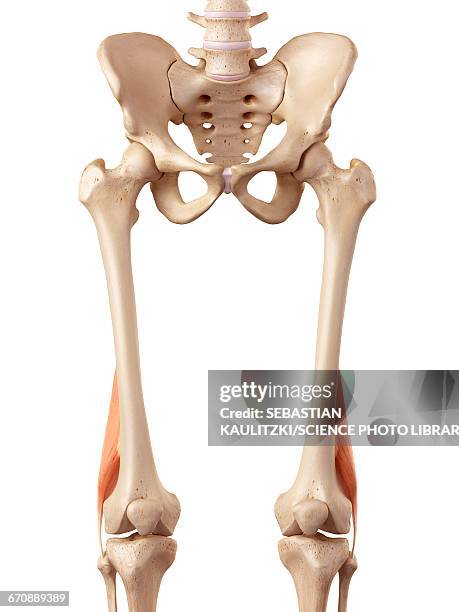human muscles of leg - biceps femoris stock illustrations