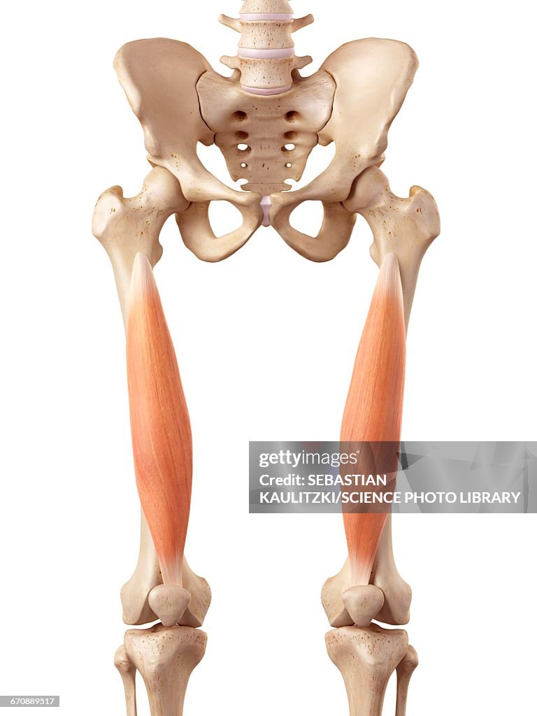 Human muscles of leg