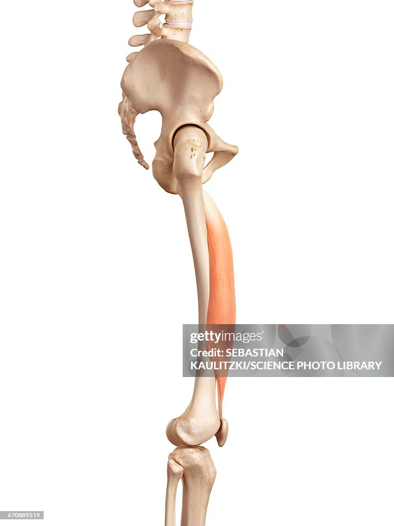 Human muscles of leg