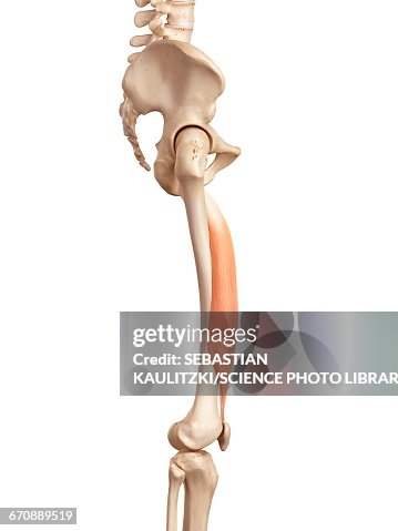 Human Muscles Of Leg High Biology Diagrams