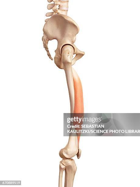 human muscles of leg - vastus intermedius stock illustrations