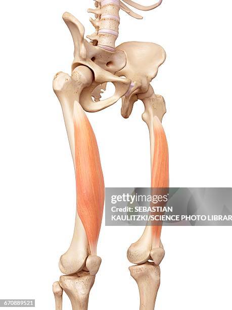 human muscles of leg - vastus intermedius stock illustrations