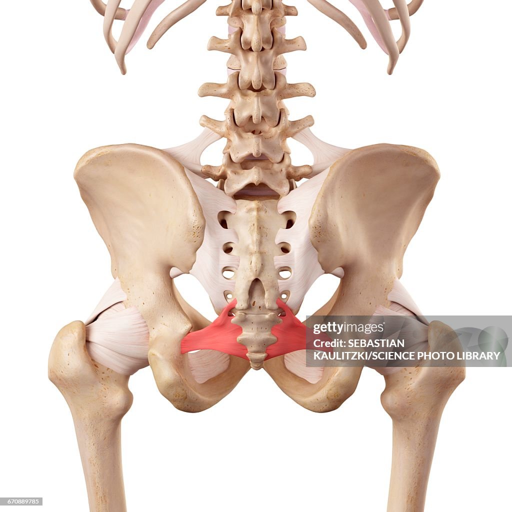 Human hip ligaments