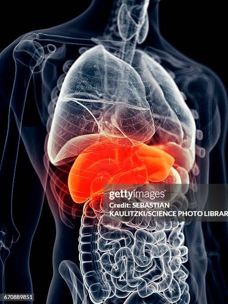 illustrazioni stock, clip art, cartoni animati e icone di tendenza di human liver - human liver