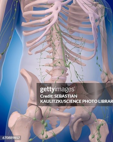 Human lymphatic system Human lymphatic system