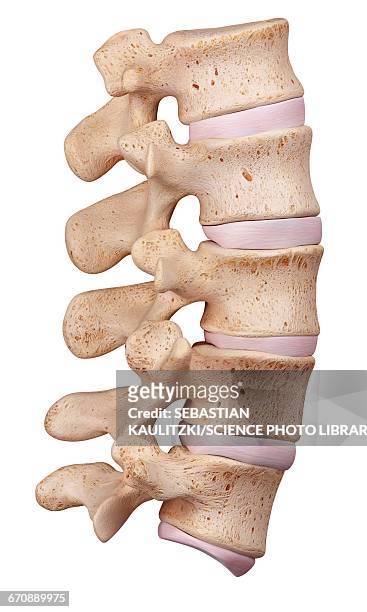 human lumbar spine - human vertebra 幅插畫檔、美工圖案、卡通及圖標