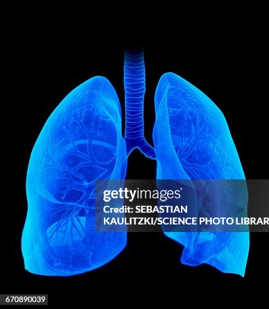 Human lungs Human lungs