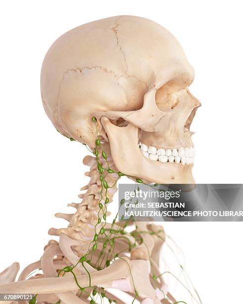 human lymphatic system - lymph node stock illustrations