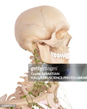 Human lymphatic system Human lymphatic system