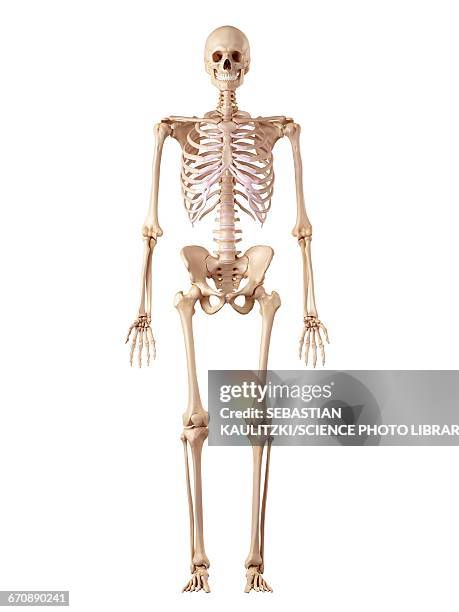 stockillustraties, clipart, cartoons en iconen met human skeletal system - human skeletal system