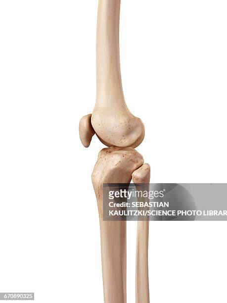 ilustraciones, imágenes clip art, dibujos animados e iconos de stock de human knee anatomy - human bone