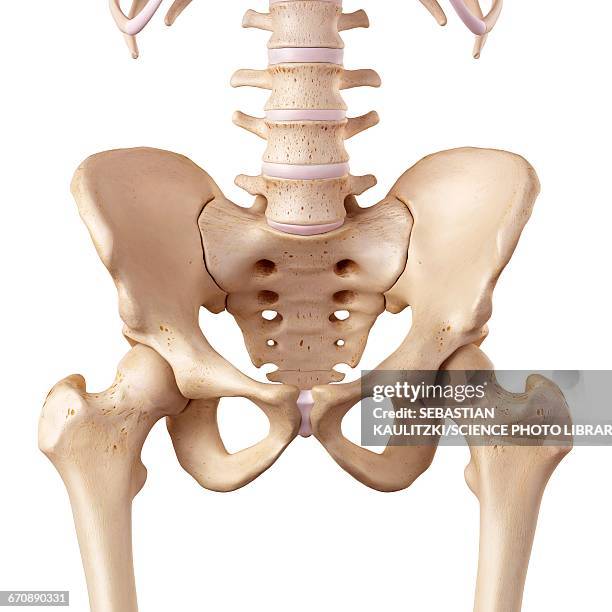 human hip anatomy - pelvis stock illustrations