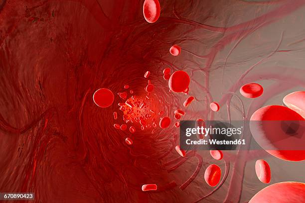 erythrocyte cells flowing in an artery, 3d rendering - vascular plants stock illustrations