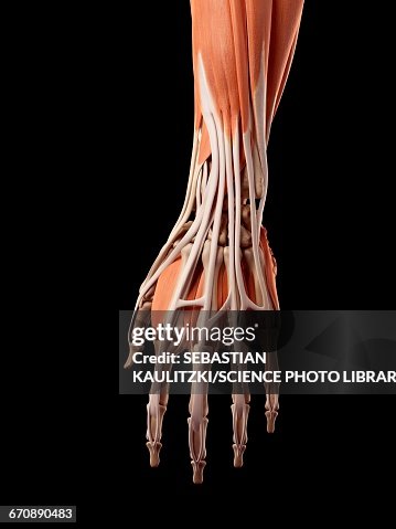 Human Hand Muscles High-Res Vector Graphic - Getty Images
